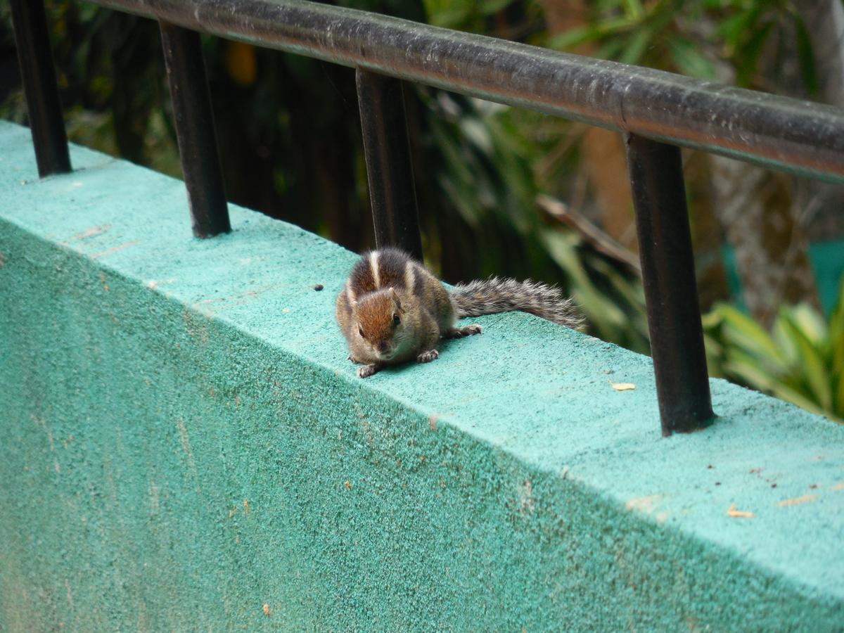 Hotel Le Leopard D 'Argent Kandy Exteriér fotografie